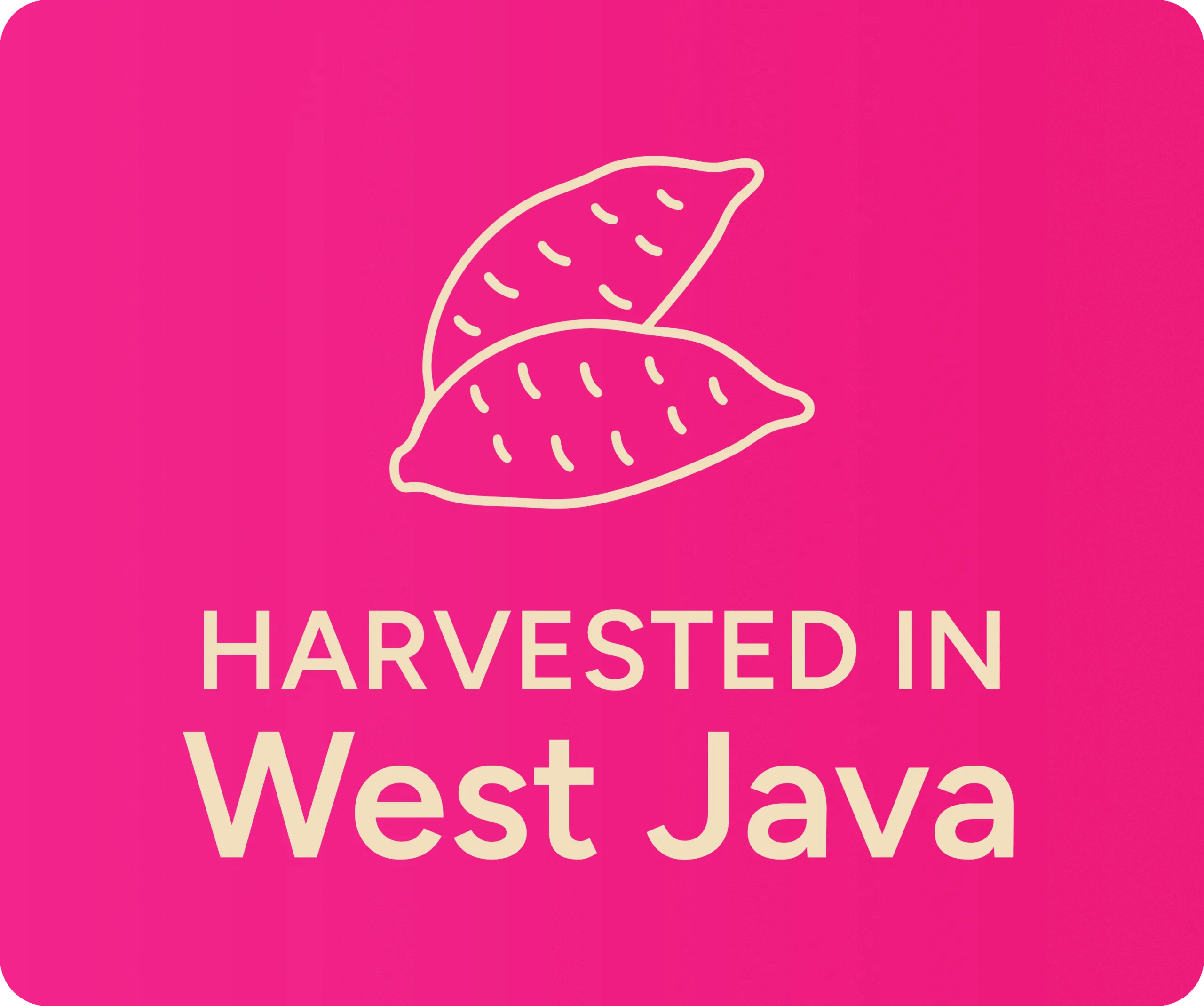 Icon Sweet Potato Harvested in West Java